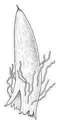 Achrophyllum quadrifarium, calyptra. Drawn from J.E. Beever 23-15, CHR 104698, and V.D. Zotov s.n., 27 Aug. 1933, CHR 6861.
 Image: R.C. Wagstaff © Landcare Research 2017 